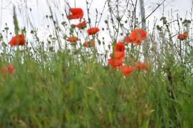 Haşhaş kırmızı çiçekler alanında, yakın çekim