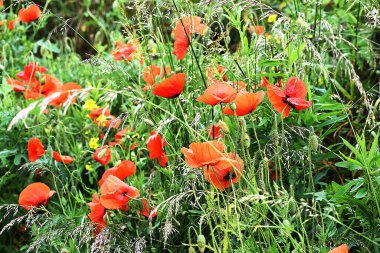 Çayırdaki haşhaş çiçekleri.