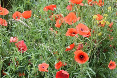 kırmızı gelincik çiçekleri yaz bahçesinde.