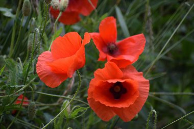 Kırmızı gelincikler sahada