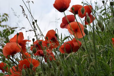 Kırmızı gelincikler tarlada
