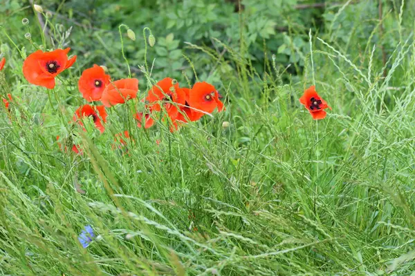 Yeşil arka planda bir yaz otlağında gelincik çiçeği