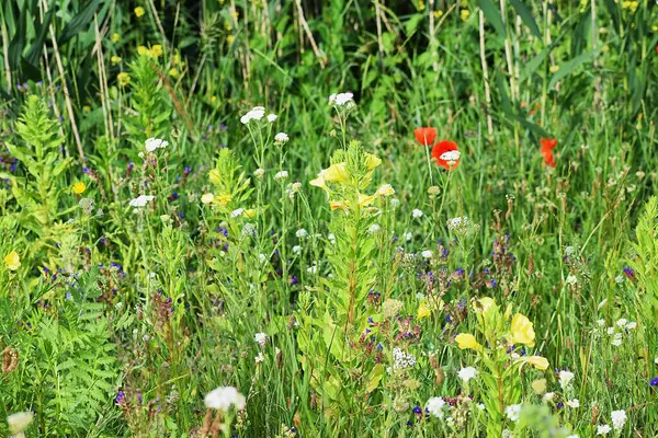 Yazın parkta yabani çiçek tarlaları