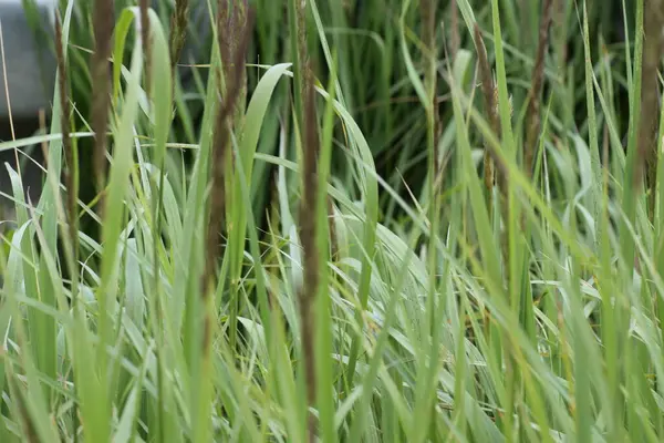 Su damlaları olan güzel çimenler