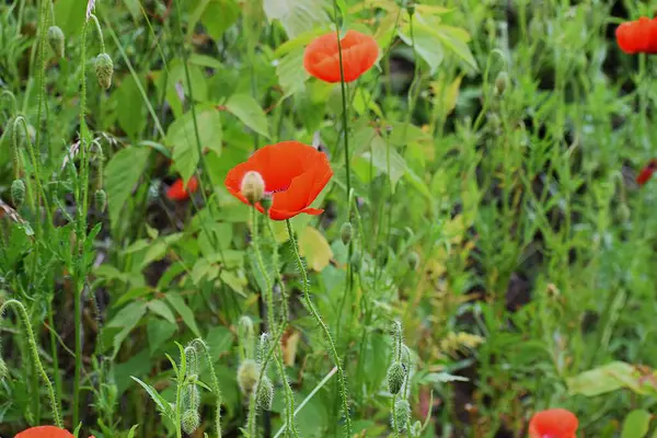 Bahçedeki güzel kırmızı gelincik çiçeği