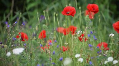 Yaz aylarında bir alanda kırmızı haşhaş