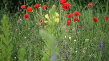 Çayırdaki kırmızı gelincikler