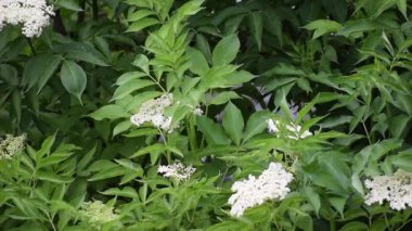 Bahçedeki yeşil yaprakların üzerindeki beyaz leylak çiçekleri..