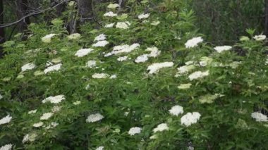 Ağacın beyaz çiçekleri