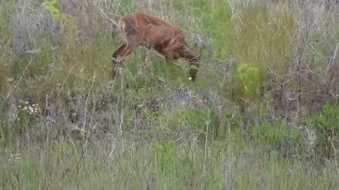Ormandaki kırmızı geyik