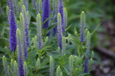 Bahçedeki güzel çiçekler