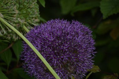 Bahçedeki mor çiçek