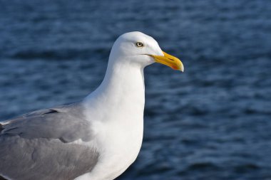 Arka planda deniz kıyısında martının portresi var. Deniz kıyısındaki martı..