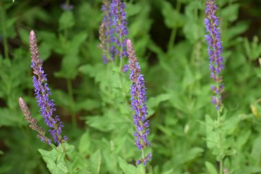 Bahçedeki güzel çiçek