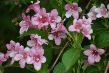 Bahçedeki güzel pembe çiçekler