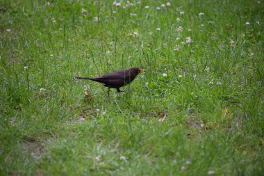 Siyah başlı bir karatavuğun yakın plan çekimi.