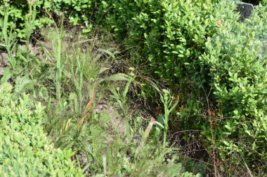 Bahçedeki yeşil çimenler