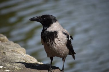 siyah karga taşın üstünde
