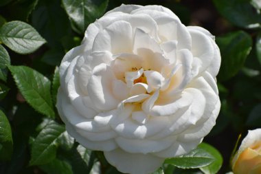 Bahçedeki beyaz gül