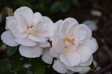 Bahçedeki güzel güller