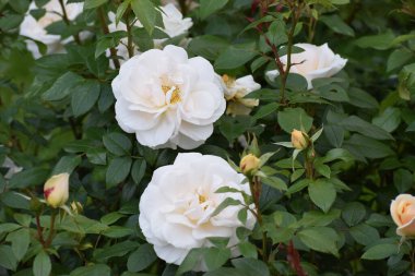 Bahçedeki güzel beyaz güller