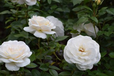 Bahçedeki beyaz gül