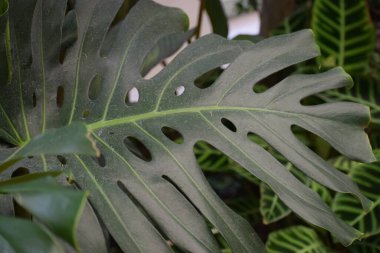 Bahçede yeşil yaprak