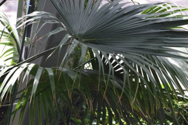 Yazın tropik palmiye yaprakları
