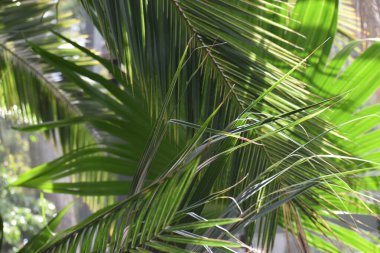 Palmiye ağacı yaprağı arka planı.