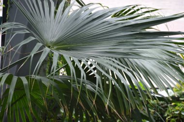 Bahçede yeşil yapraklar