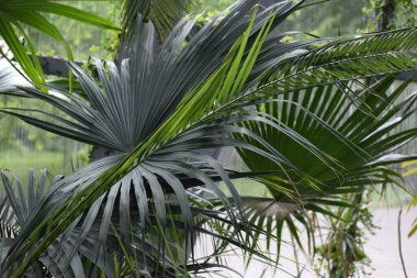 Ağacın yeşil yaprakları. arkaplan.