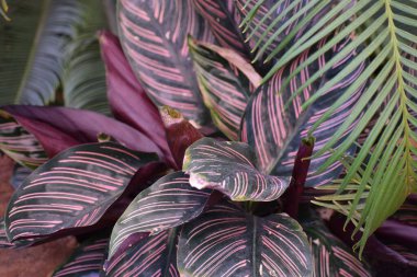 Bahçedeki palmiye ağaçlarının yeşil yaprakları