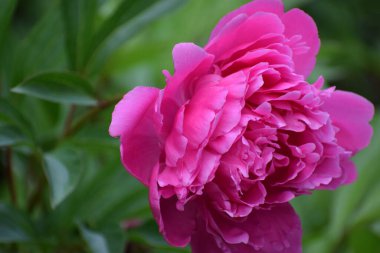 Güzel şakayık çiçekleri, flora