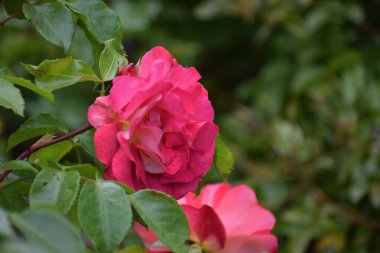 Bahçedeki güzel pembe güller