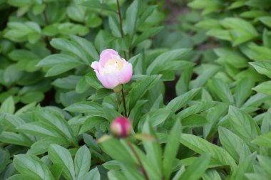 Bahçedeki pembe çiçekler