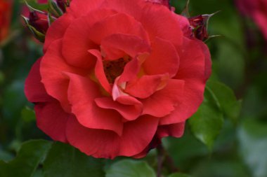 Bahçedeki güzel kırmızı gül