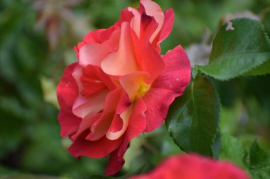 Bahçedeki kırmızı çiçek