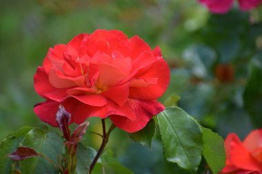 Bahçede kırmızı gül