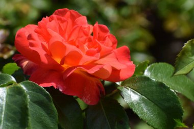 Bahçedeki güzel kırmızı gül