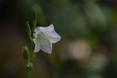 Güzel botanik fotoğrafı, doğal duvar kağıdı.