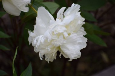 Koyu arkaplanda yeşil yaprakları olan güzel beyaz şakayık çiçeği.