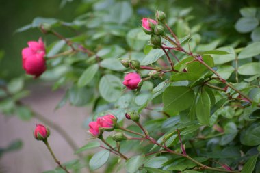 Bahçedeki güzel çiçekler