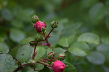 Bahçedeki güzel çiçekler