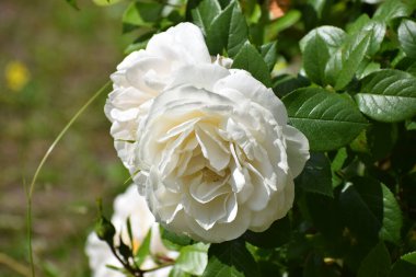 Yeşil arka planda çiçek olan güzel beyaz bir gül.