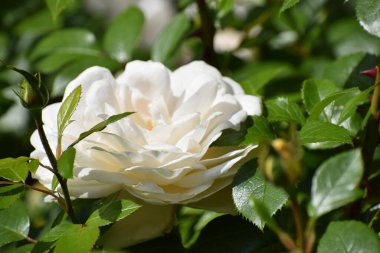 Bahçedeki güzel beyaz gül