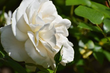 Bahçedeki beyaz güller