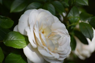 Bahçedeki beyaz gül