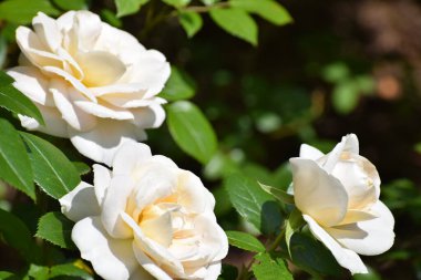 Bahçedeki beyaz güller