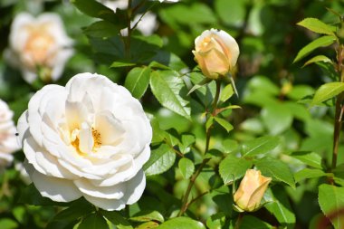 Bahçedeki beyaz güller