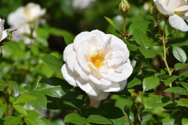 Bahçedeki beyaz güller.